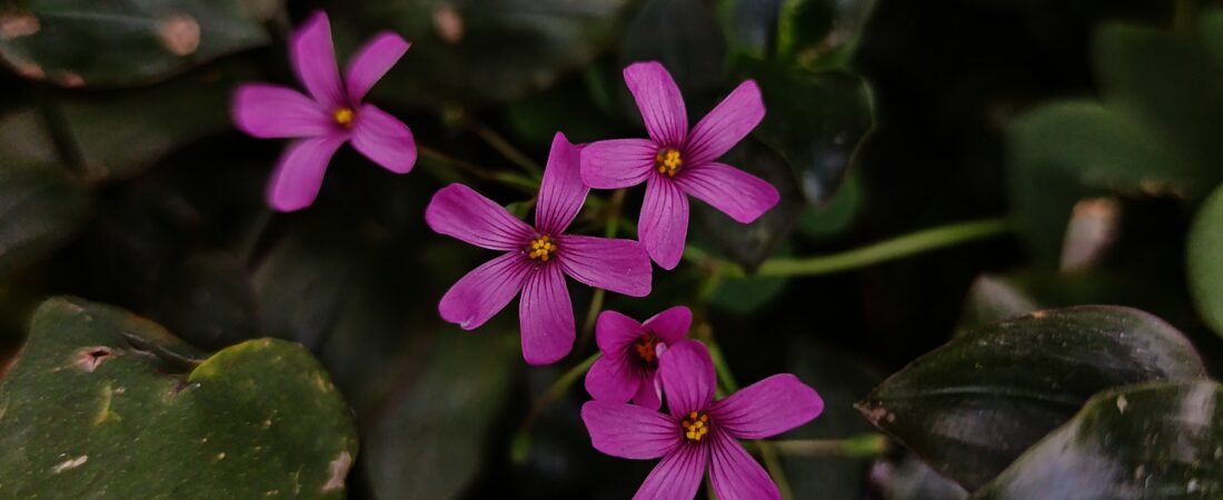 Vinagrillo rosado