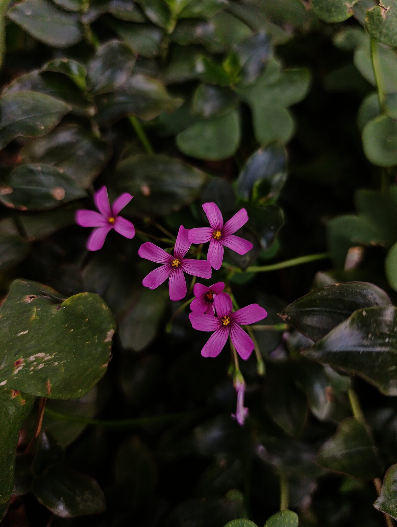 Vinagrillo rosado