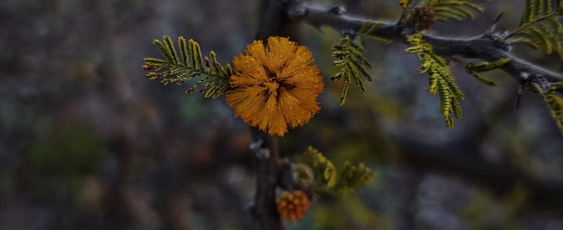 Flores de espinillo