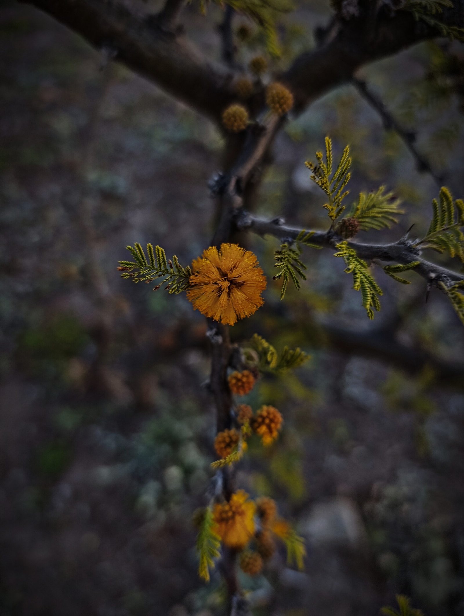 Flores de espinillo